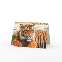 Big Cats Set - 15 Greeting Cards