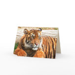 Big Cats Set - 15 cards