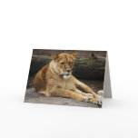 Big Cats Set - 16 Card