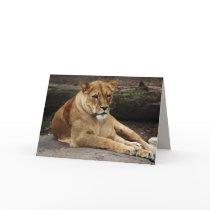 Big Cats Set - 16 Card