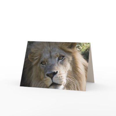 Big Cats Set - 17 Cards by MuseMagic