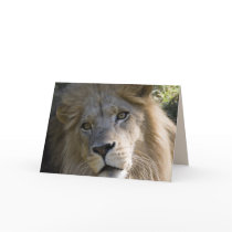 Big Cats Set - 17 Cards