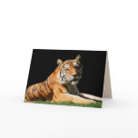 Big Cats Set - 1 cards