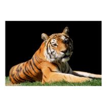Big Cats Set - 1 posters by MuseMagic Big Cats Set - 1 posters
