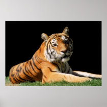 Big Cats Set - 1 Print