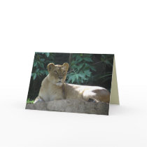 Big Cats Set - 2 Card