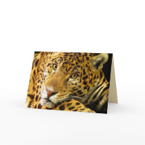 Big Cats Set - 3 Greeting Cards