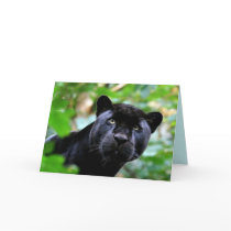 Big Cats Set - 4 Greeting Card