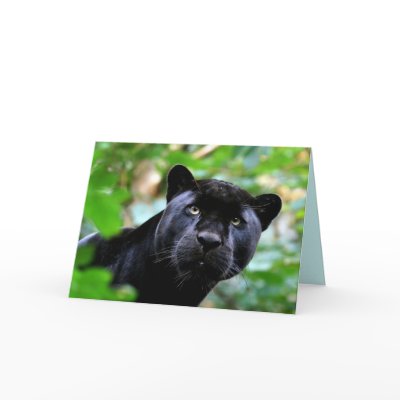 Big Cats Set - 4 greeting card