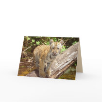 Big Cats Set - 5 Greeting Card