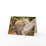 Big Cats Set - 5 Greeting Card