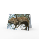 Big Cats Set - 7 Greeting Card