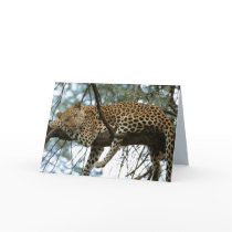Big Cats Set - 7 Greeting Card
