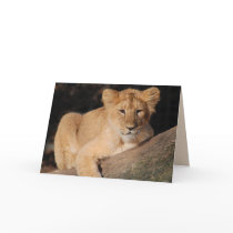 Big Cats Set - 8 Cards
