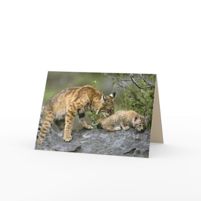 Big Cats Set - 9 Greeting Cards by MuseMagic