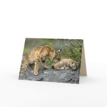 Big Cats Set - 9 Greeting Cards