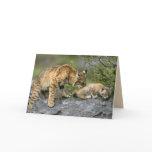 Big Cats Set - 9 cards