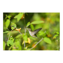 Big Creek Hummer in Wildflowers posters