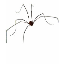 Big Creepy Spider Ladies T Shirt