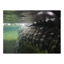 Big Crocodile posters by PhotoDigital Big Crocodile posters