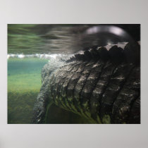 Big Crocodile Print