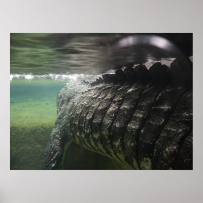 Big Crocodile Print by PhotoDigital