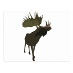 Big Daddy Moose Post Card