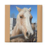 Big Dark Eyes Golden Blond Palomino Pony Fridge Magnets