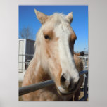 Big Dark Eyes Golden Blond Palomino Pony Print