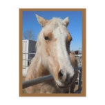 Big Dark Eyes - Pretty Golden Blond Palomino Pony Post Cards