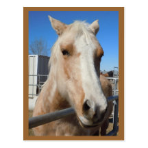 Big Dark Eyes - Pretty Golden Blond Palomino Pony Post Cards