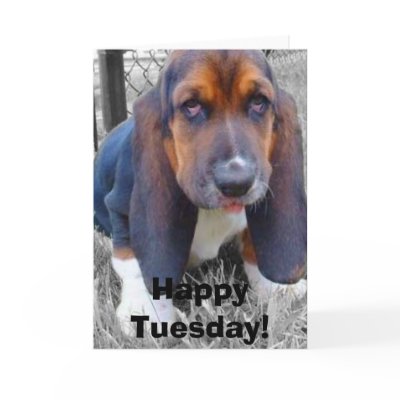 happy tuesday happy tuesday