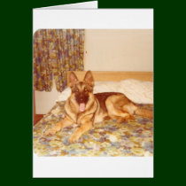 Big_Doggie_Bed cards by mydoggieworld Big_Doggie_Bed cards