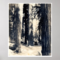 Big Douglas Firs - Print