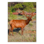 big elk big elk