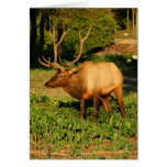 Big Elk Greeting Card