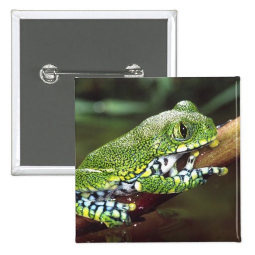 Big Eye Treefrog, Leptopelis vermiculatus, Buttons
