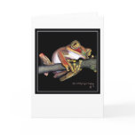 Big-Eyed African Tree Frog cards