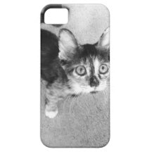 Big Eyed Calico Kitten, Funny Cat Face iPhone 5 Cases