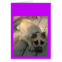 BIG EYED DANE PUPPY cards by wolfmountainstudio BIG EYED DANE PUPPY cards