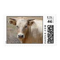 Big Eyes Charolais White Cow Steer with Horns Postage
