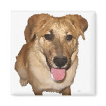 Big Eyes Golden Retriever Puppy - Ranch Dog Lover Magnet