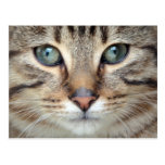 Big Eyes Tabby Cat Kitten Postcard