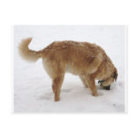Big Golden Retriever Pup Snow - Ranch Dog Lover Post Card