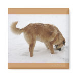 Big Golden Retriever Puppy Snow - Ranch Dog Lover Fridge Magnets