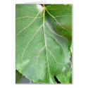 Big Green Leaf cards