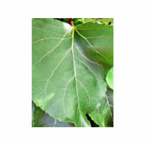 Big Green Leaf photo sculptures by lifesphere Big Green Leaf photo sculptures