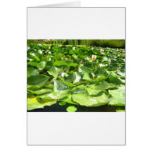 big green lilypads on a pond greeting card