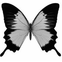 Big Grey & Black Butterfly Photo Cutouts