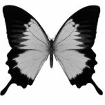 Big Grey &amp; Black Butterfly Photo Cutouts
